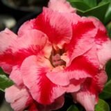 Adenium (Desert Rose) 28 – Flowering Plant