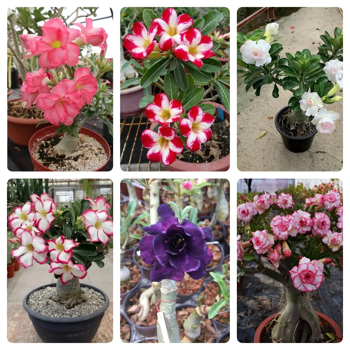 Adenium Vibrant Colour Desert Rose Plant
