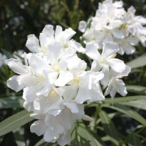 Kaner (Nerium Oleander – White Color)