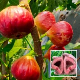 Red Israel Khurtmani Fig Plant – Anjeer