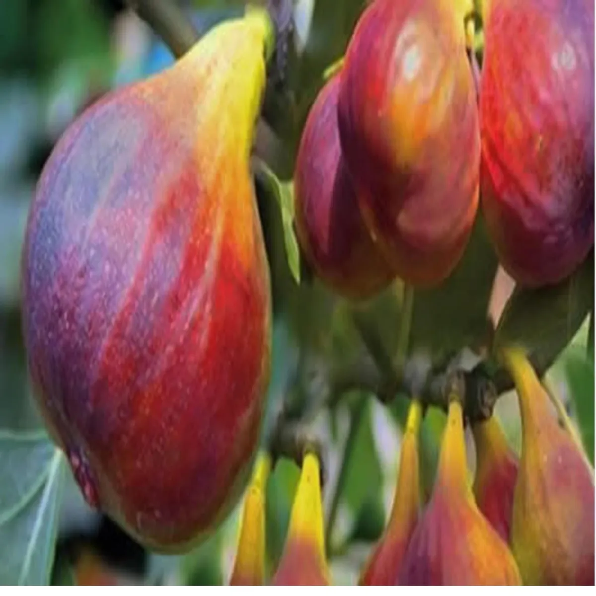 Red Israel Khurtmani Fig Anjeer Layering/Grafted Fruit Live Plant (1-2 Feet Height) - Image 5