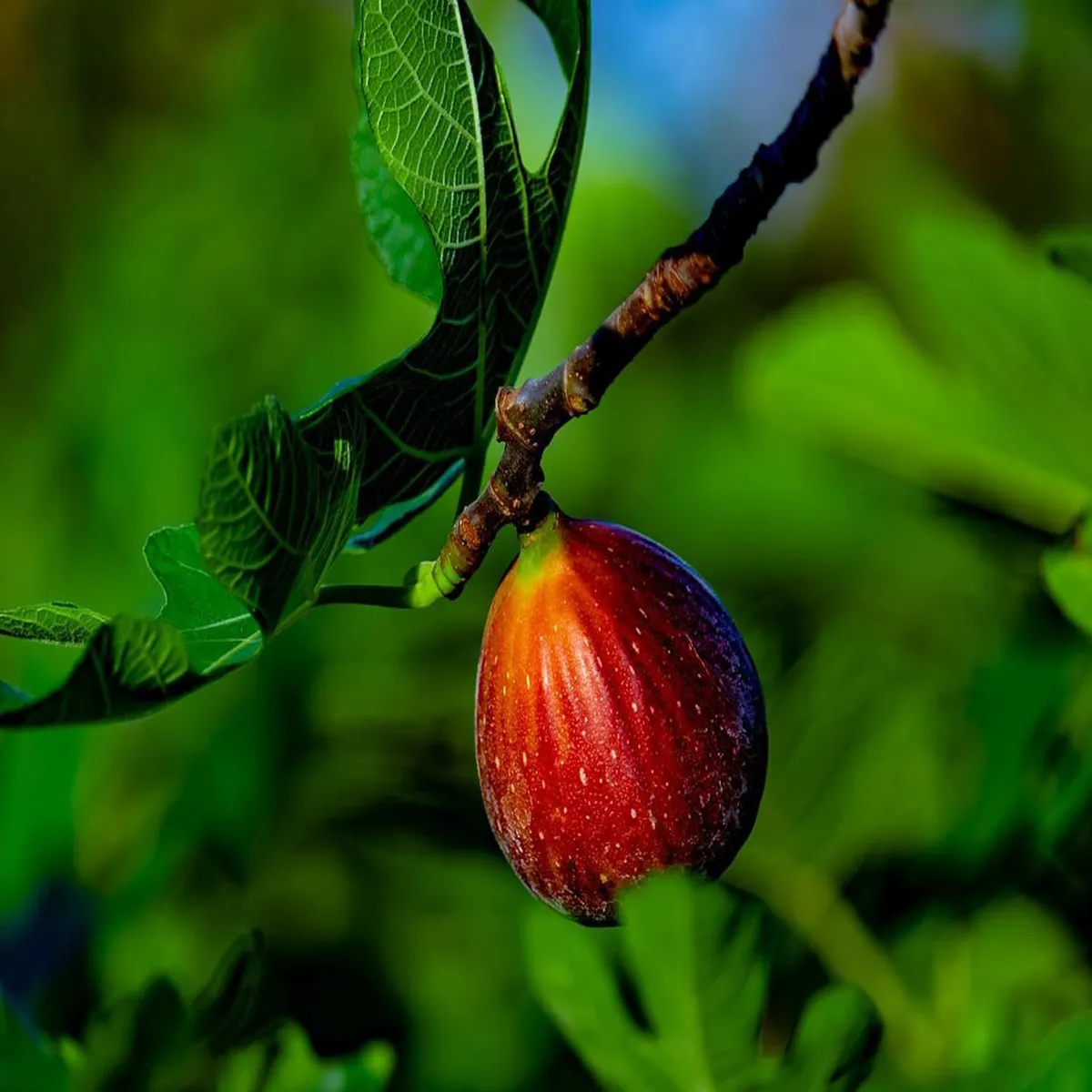 Red Israel Khurtmani Fig Anjeer Layering/Grafted Fruit Live Plant (1-2 Feet Height) - Image 2