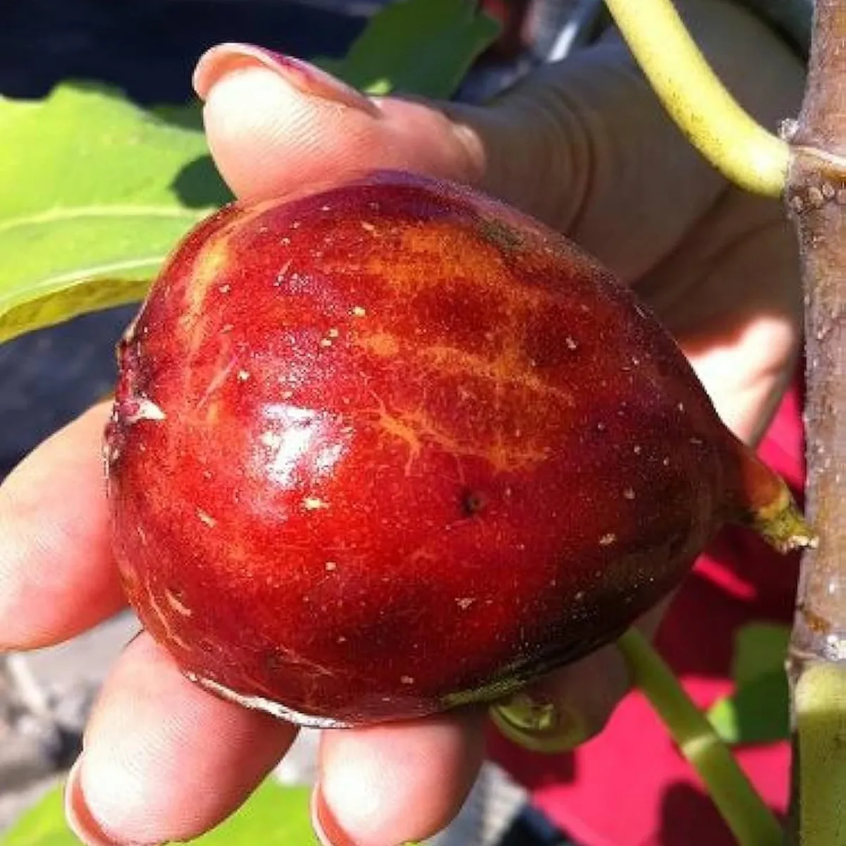 Red Israel Khurtmani Fig Anjeer Layering/Grafted Fruit Live Plant (1-2 Feet Height) - Image 3