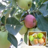 Hariman 99 Apple Plant – Tropical Apple Tree