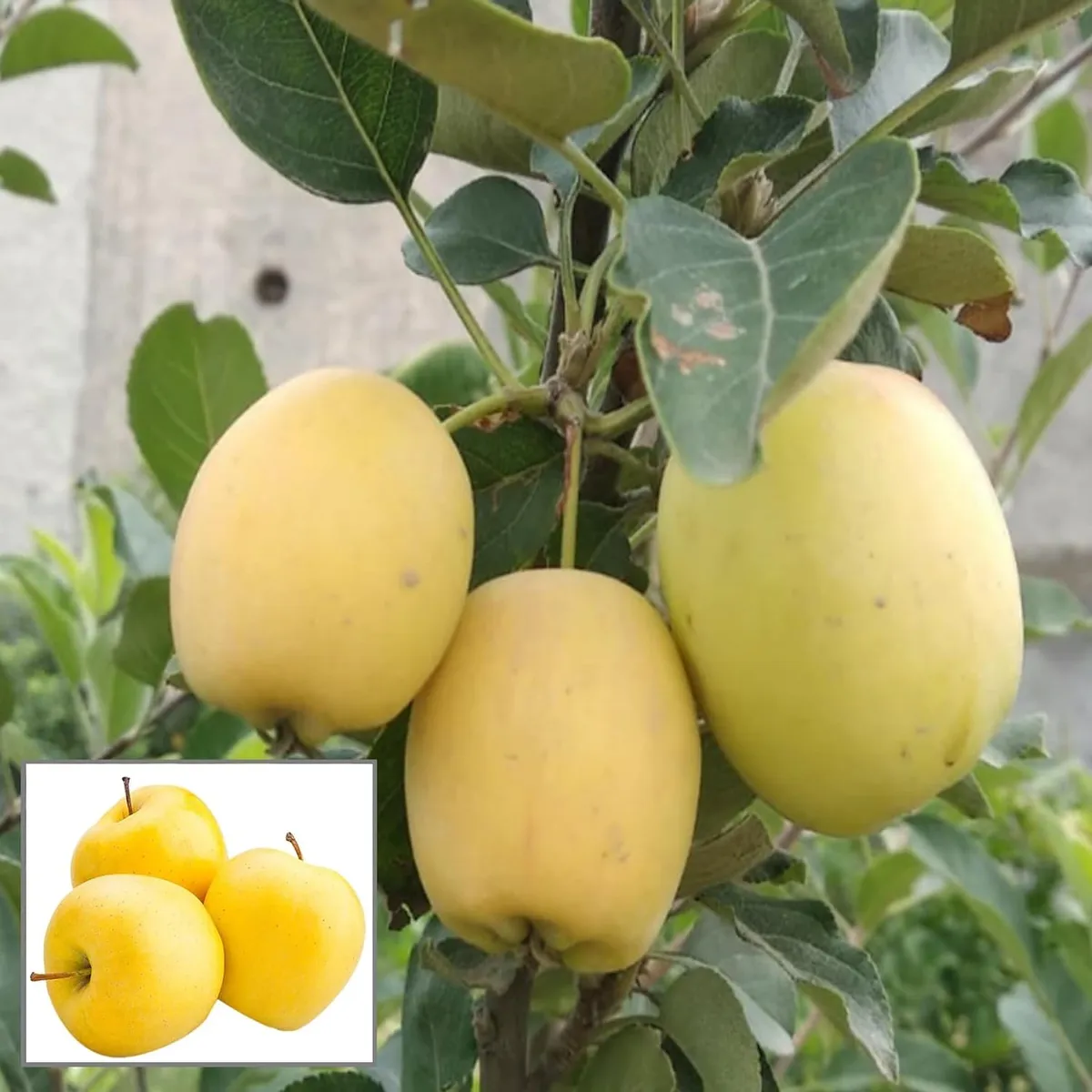 Dorsett Golden Low Chill Tropical Apple Plant – Seb