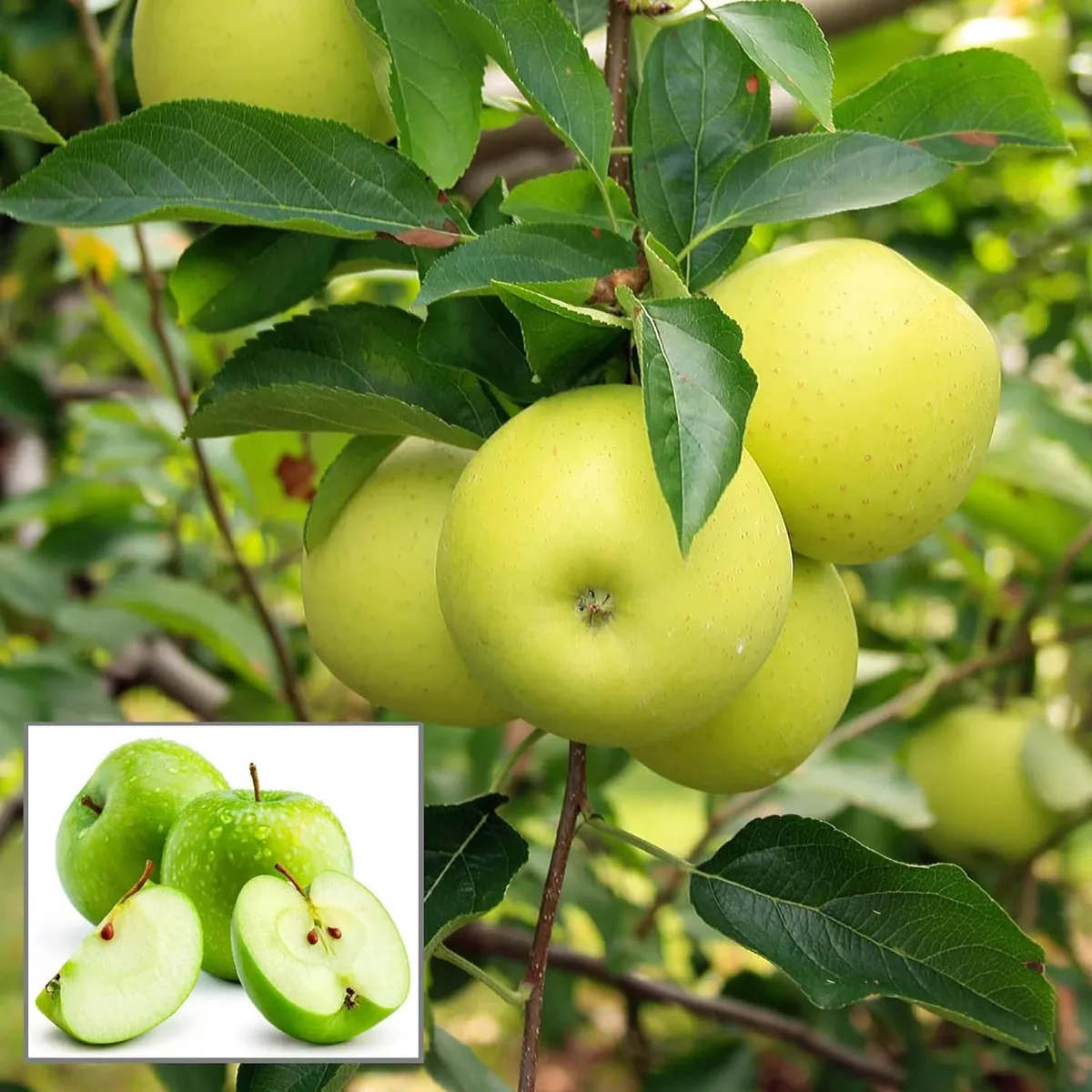 Granny Smith Apple Plant – Seb