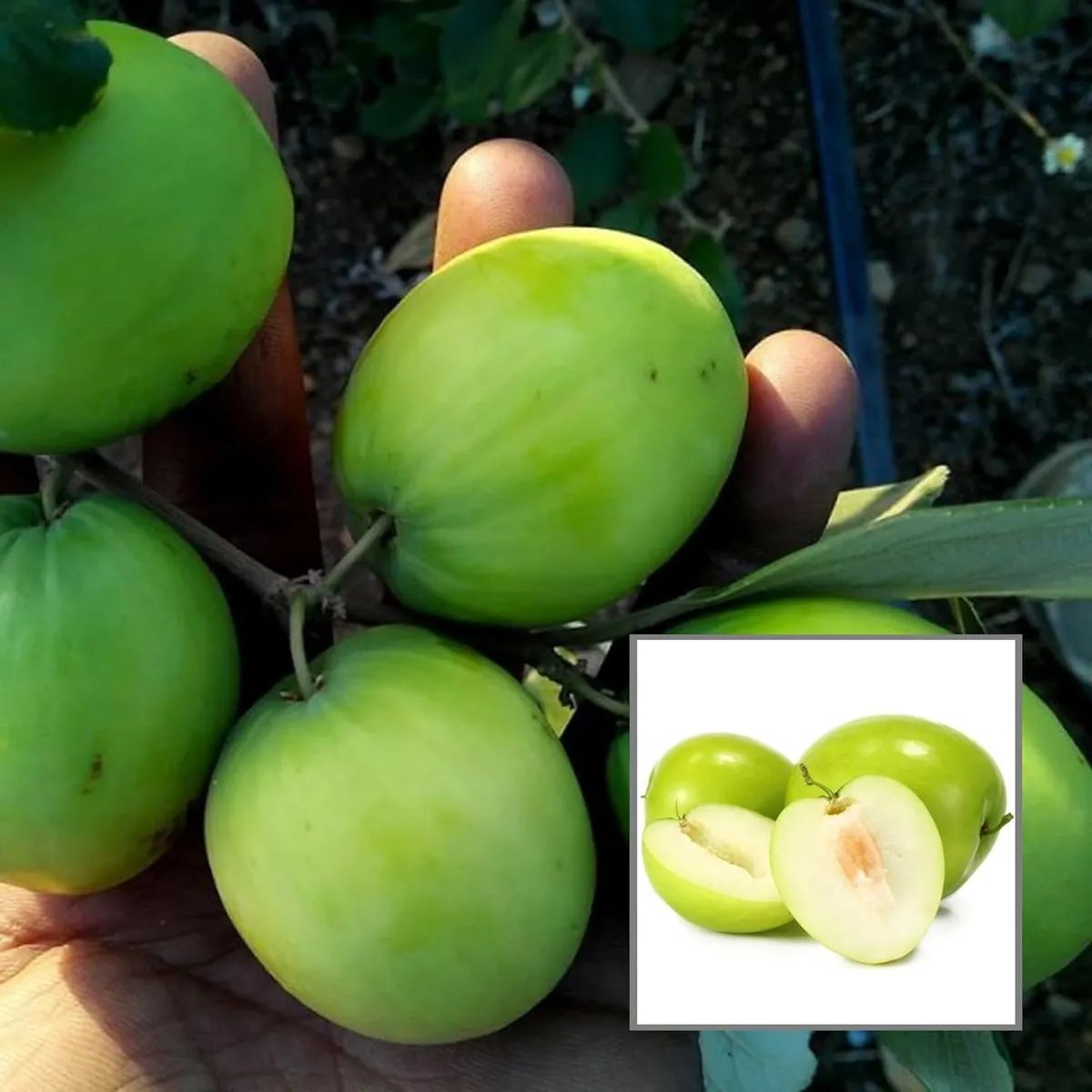 B U Apple Ber Plant – Jujube / Kul