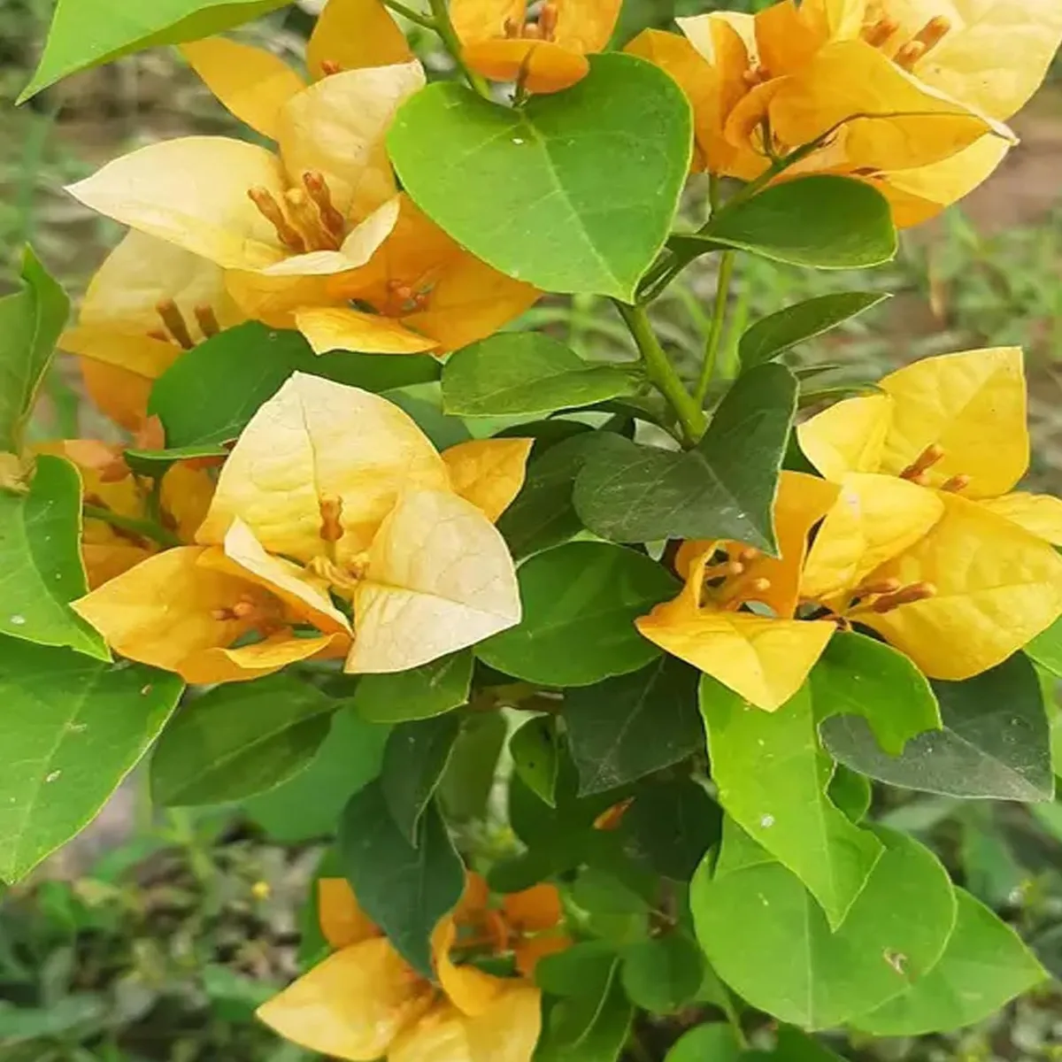 Yellow Colour Bougainvillea Kagoj Ful Shrubs Flower Live Plant - Image 4