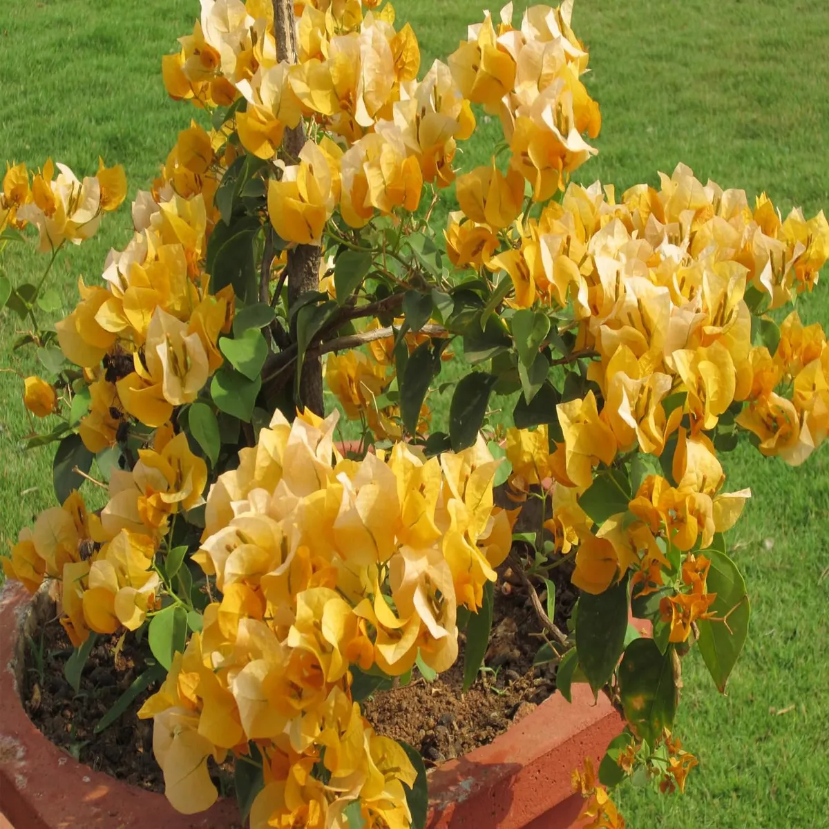 Yellow Colour Bougainvillea Kagoj Ful Shrubs Flower Live Plant - Image 2
