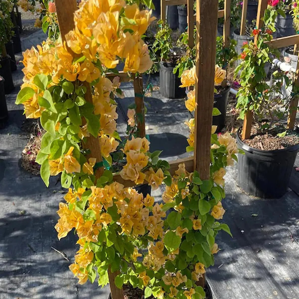 Yellow Colour Bougainvillea Kagoj Ful Shrubs Flower Live Plant - Image 5