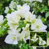 White Bougainvillea Kagoj Ful Shrub – Flower Plant