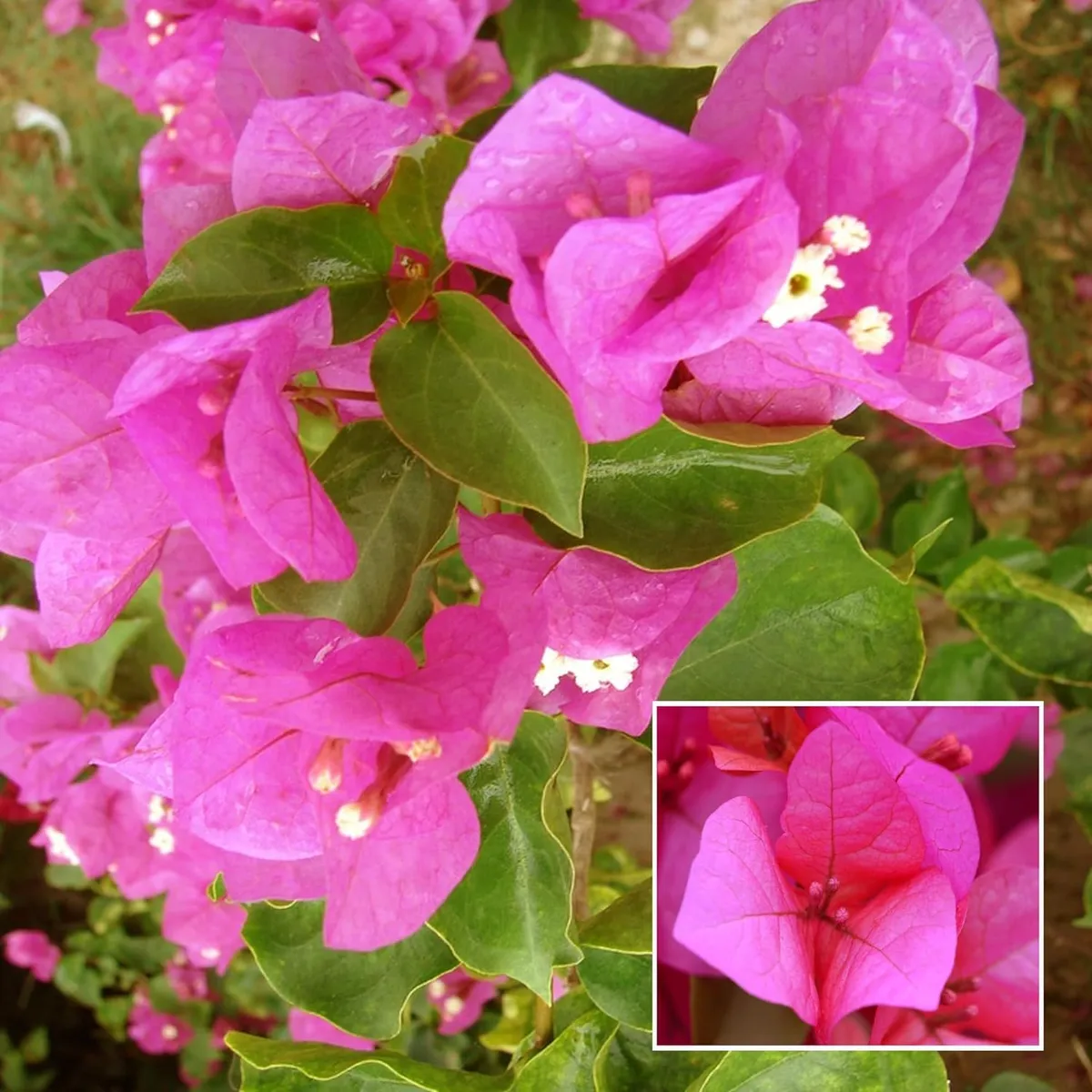 Pink Colour Bougainvillea Kagoj Ful Shrubs Flower Live Plant