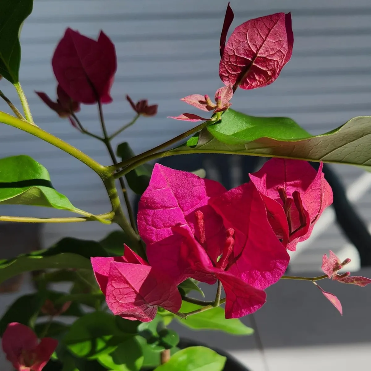 Pink Colour Bougainvillea Kagoj Ful Shrubs Flower Live Plant - Image 4
