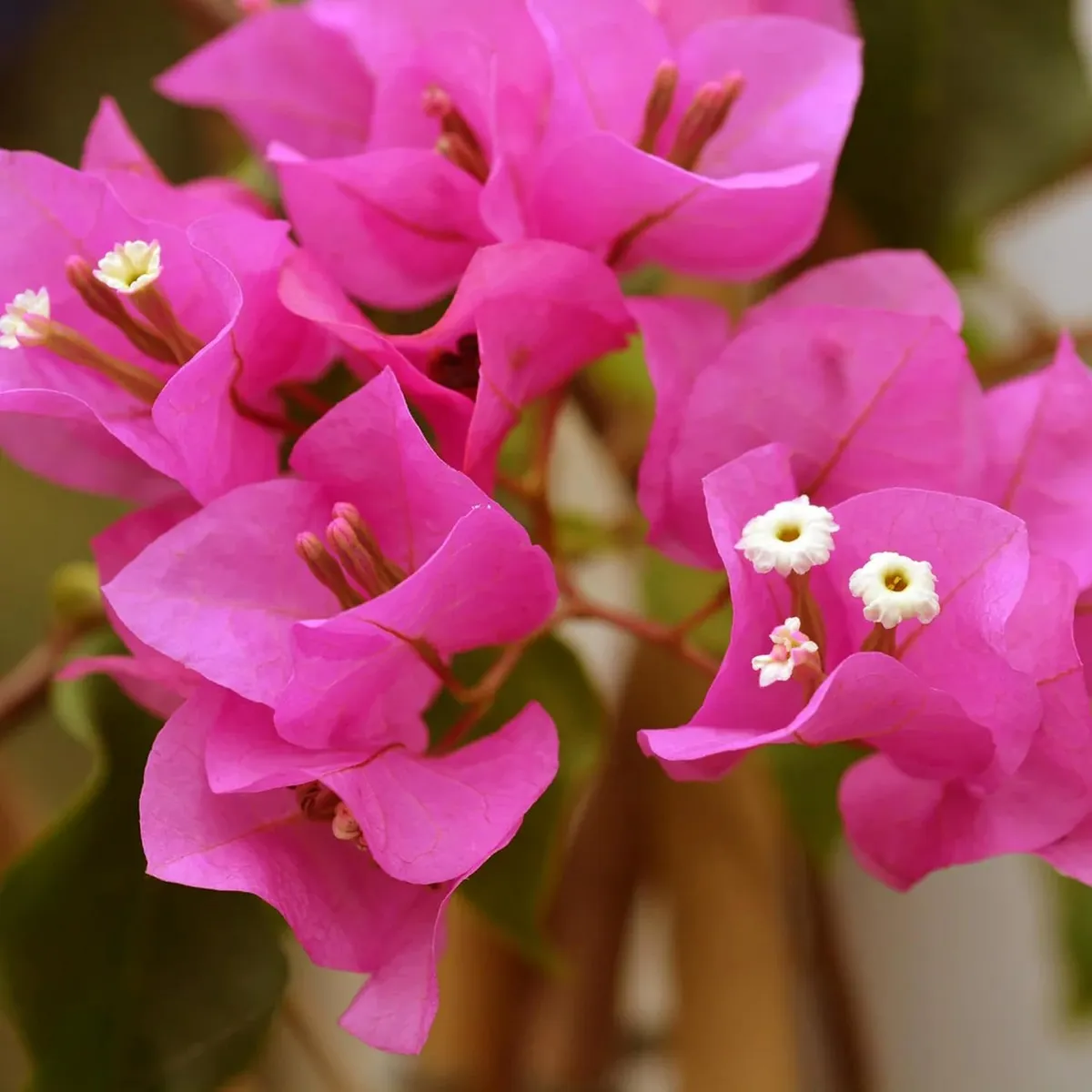Pink Colour Bougainvillea Kagoj Ful Shrubs Flower Live Plant - Image 3