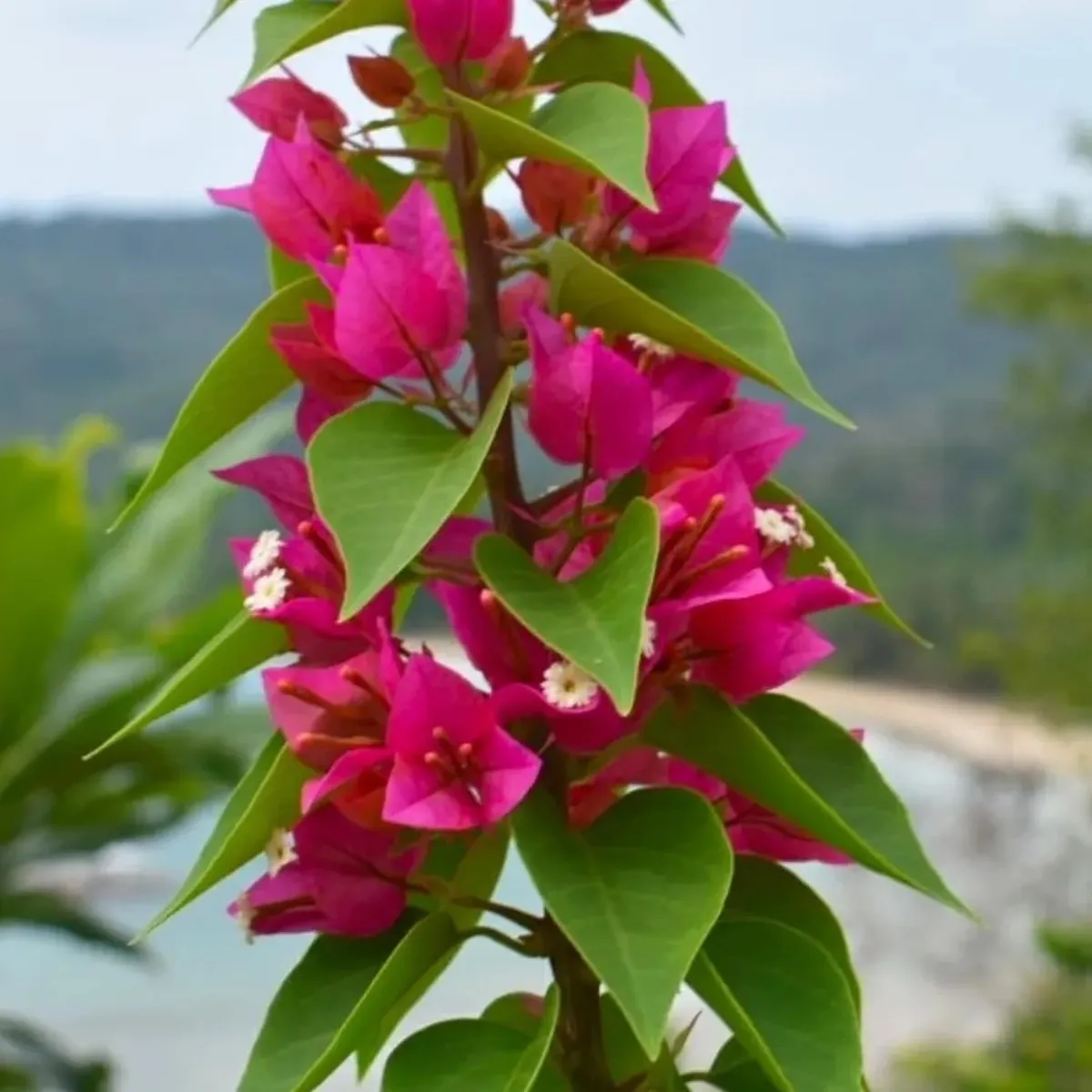 Pink Colour Bougainvillea Kagoj Ful Shrubs Flower Live Plant - Image 2
