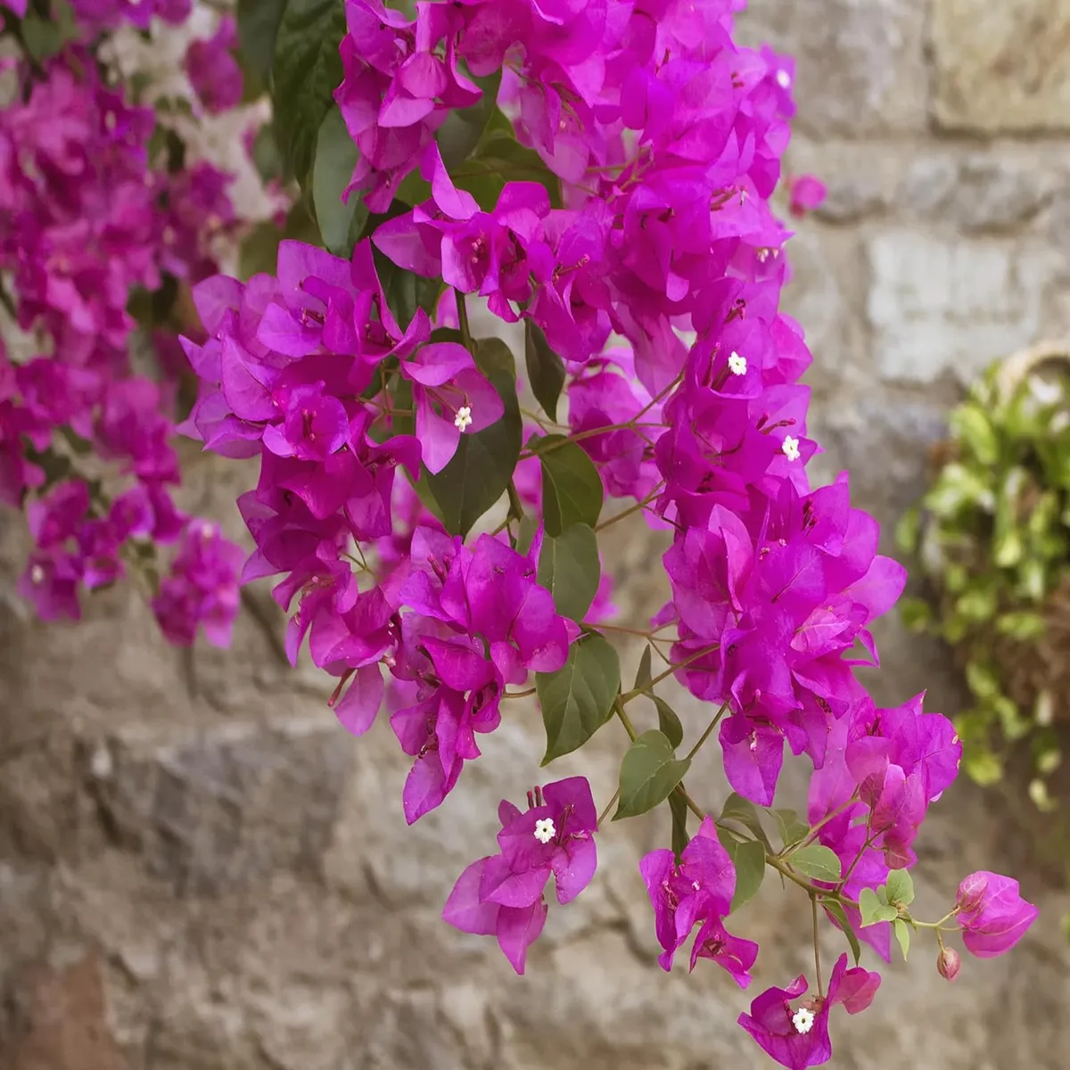 Pink Colour Bougainvillea Kagoj Ful Shrubs Flower Live Plant - Image 5