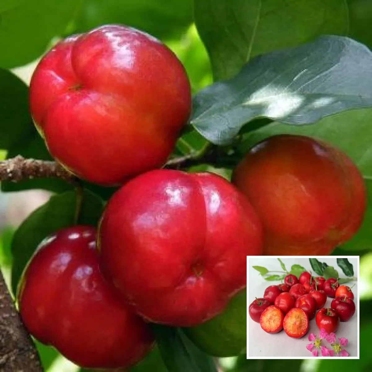 Barbados Apple Cherry – Fruit Plant