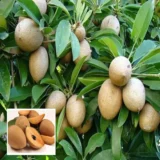 Thai Kalapatti Chikoo Sapota – Fruit Plant