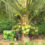 Kerala Kalpasree Coconut Plant
