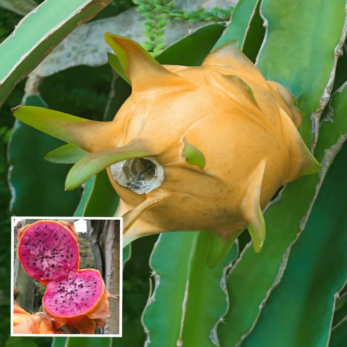 Hawaiian Orange Dragon Fruit Plant