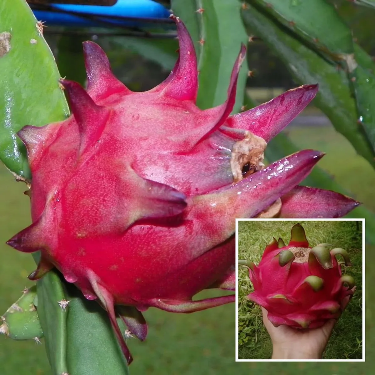 Siam Red Dragon Fruit Live Plant