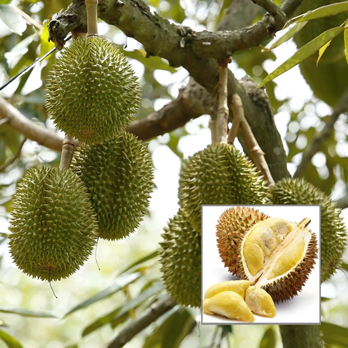 Duriyan Durian Durio Zibethinus Fruit Live Plant