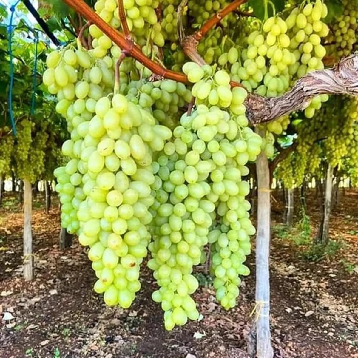 Super Sonaka Seedless Grapes Angoor Layering/Grafted Fruit Live Plant - Image 2