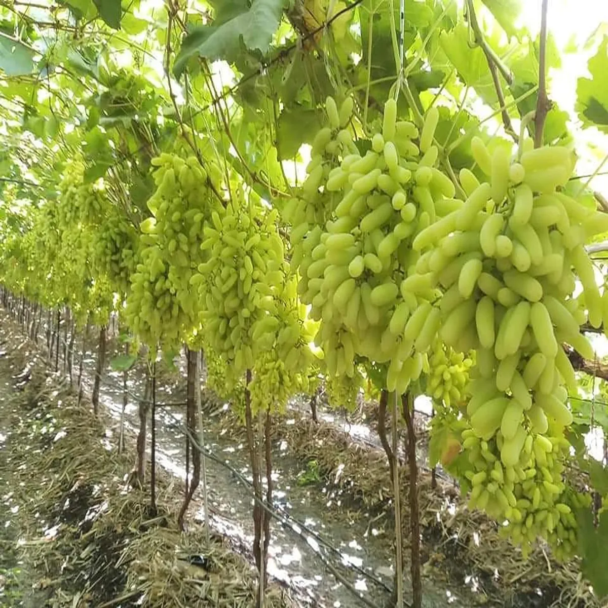 Super Sonaka Seedless Grapes Angoor Layering/Grafted Fruit Live Plant - Image 3