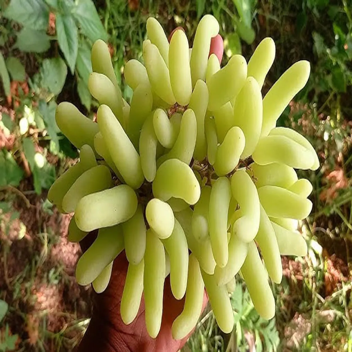 Super Sonaka Seedless Grapes Angoor Layering/Grafted Fruit Live Plant - Image 4