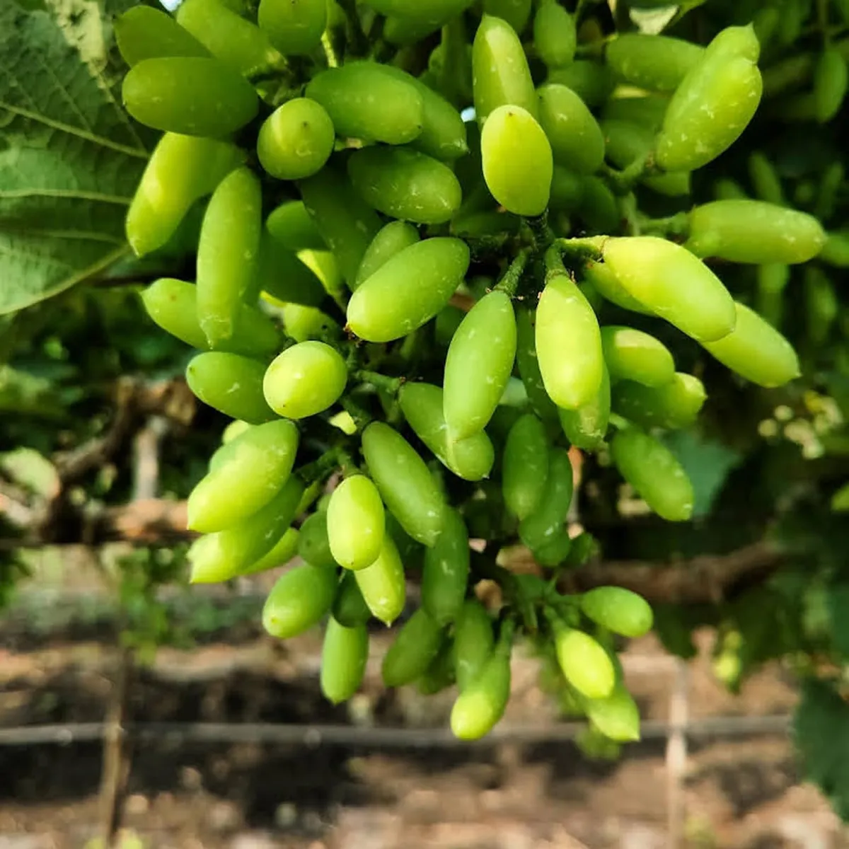 Super Sonaka Seedless Grapes Angoor Layering/Grafted Fruit Live Plant - Image 5