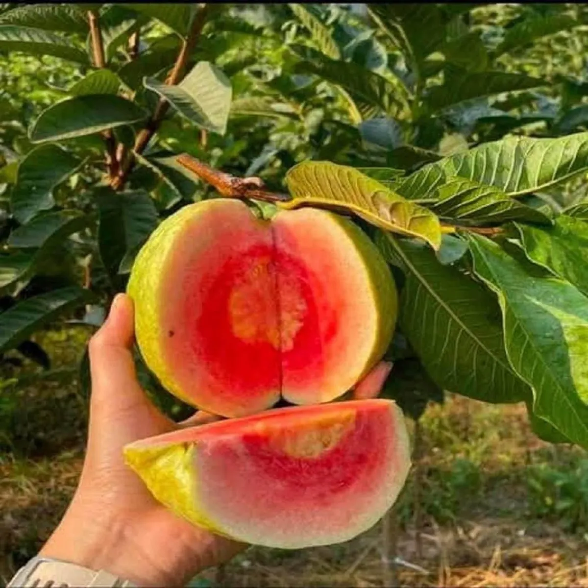 Red Dimond Guava Am rood Variet Fruit Grafted Live Plants & Tree - Image 2