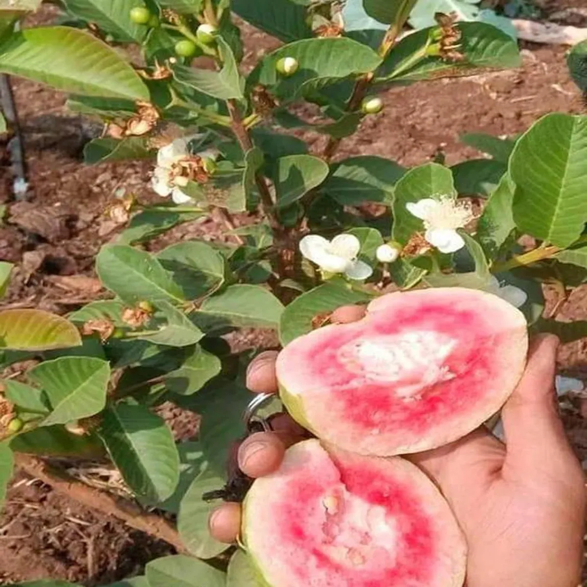 Red Dimond Guava Am rood Variet Fruit Grafted Live Plants & Tree - Image 3