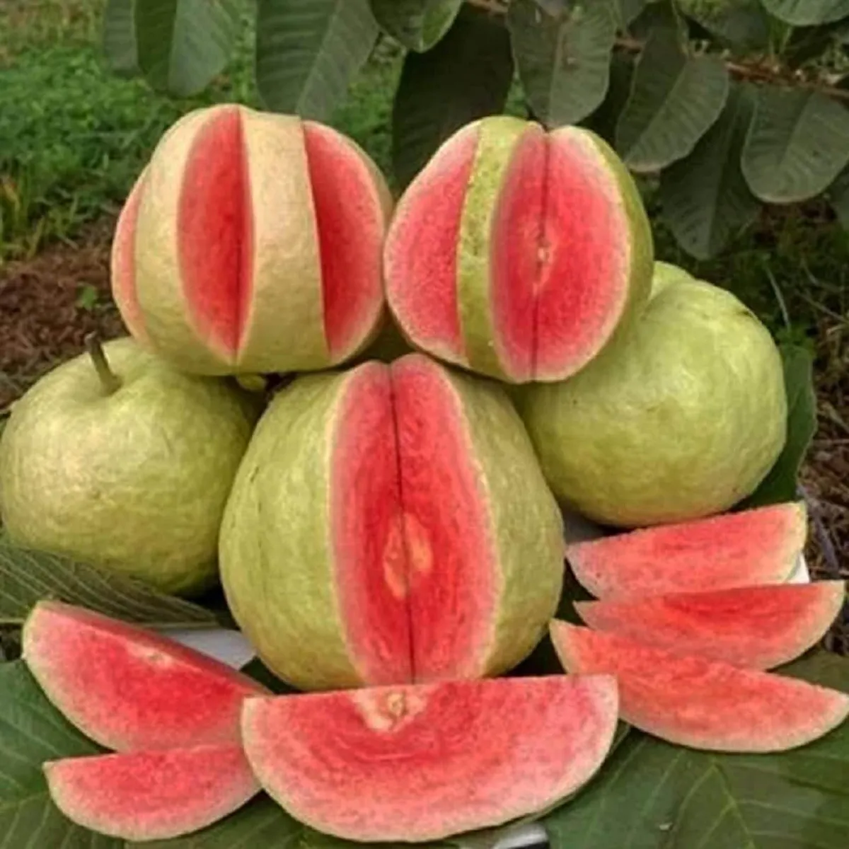 Red Dimond Guava Am rood Variet Fruit Grafted Live Plants & Tree - Image 4