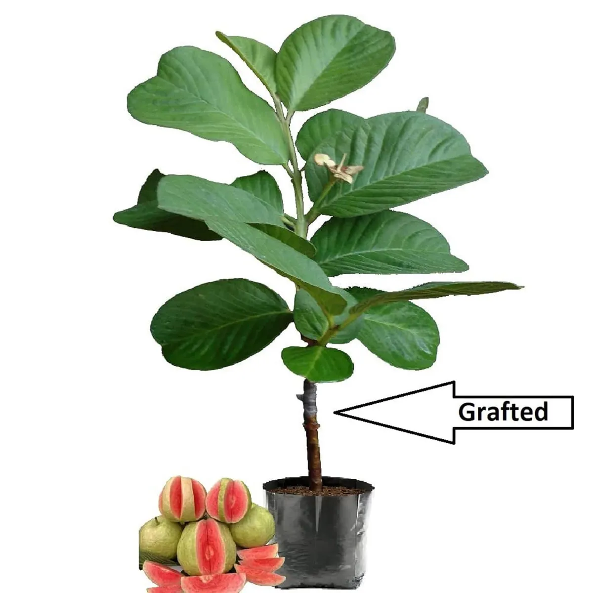 Red Dimond Guava Am rood Variet Fruit Grafted Live Plants & Tree - Image 5