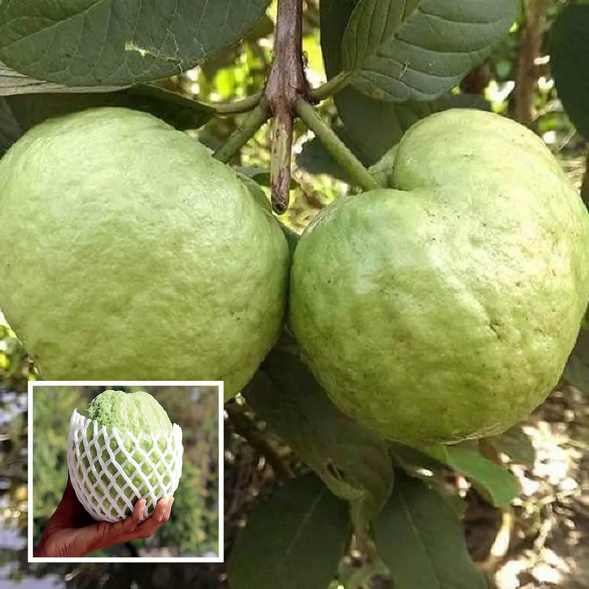 Kg Big Size Guava Amrood Layering/Grafted Fruit Live Plant