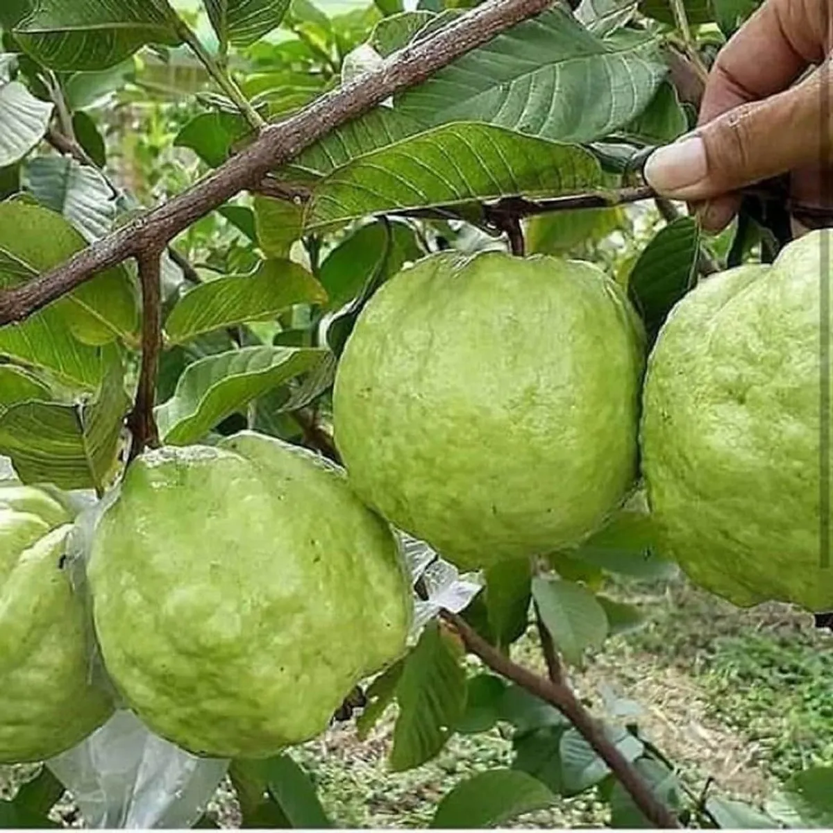 Kg Big Size Guava Amrood Layering/Grafted Fruit Live Plant - Image 4