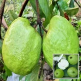 Super Kiran Thai 5 Guava Amrood