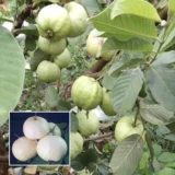 Seedless White Diamond Guava (Amrood)