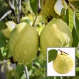 Thai Golden 8 Guava Plant – Amrood