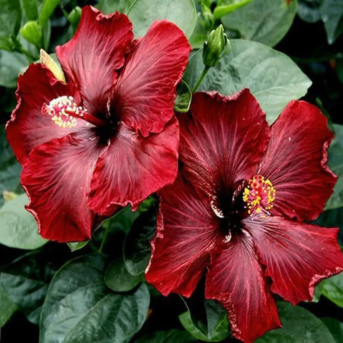 Red Colour Hybrid Hibiscus Joba Gudhal Flower Live Plant - Image 2