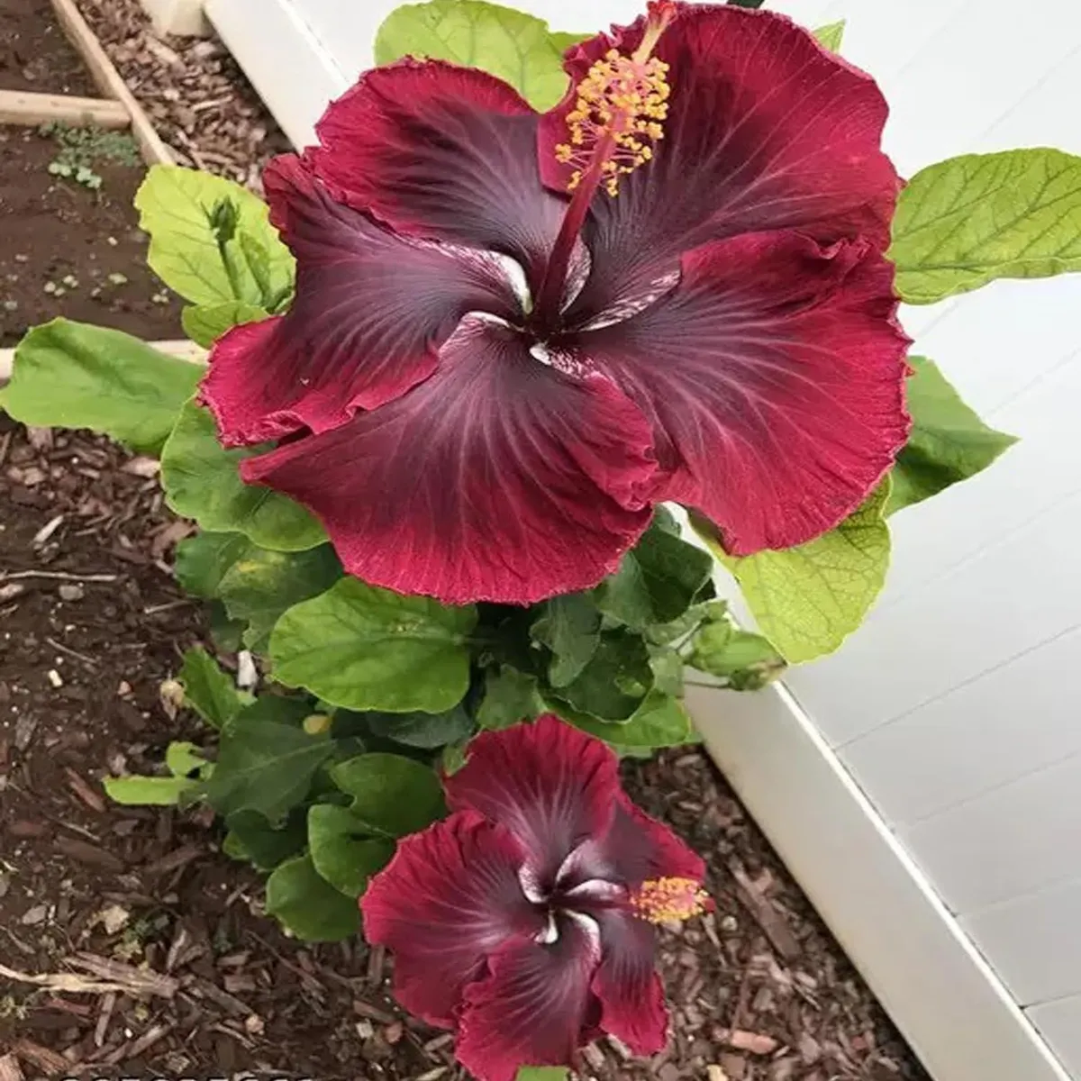 Red Colour Hybrid Hibiscus Joba Gudhal Flower Live Plant - Image 3