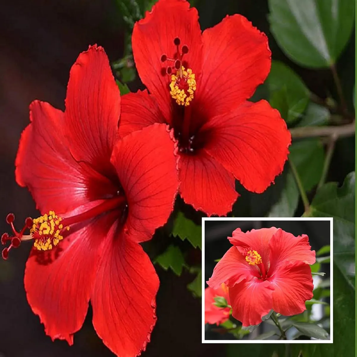 Red Desi Puja Hibiscus Plant – Joba / Gudhal