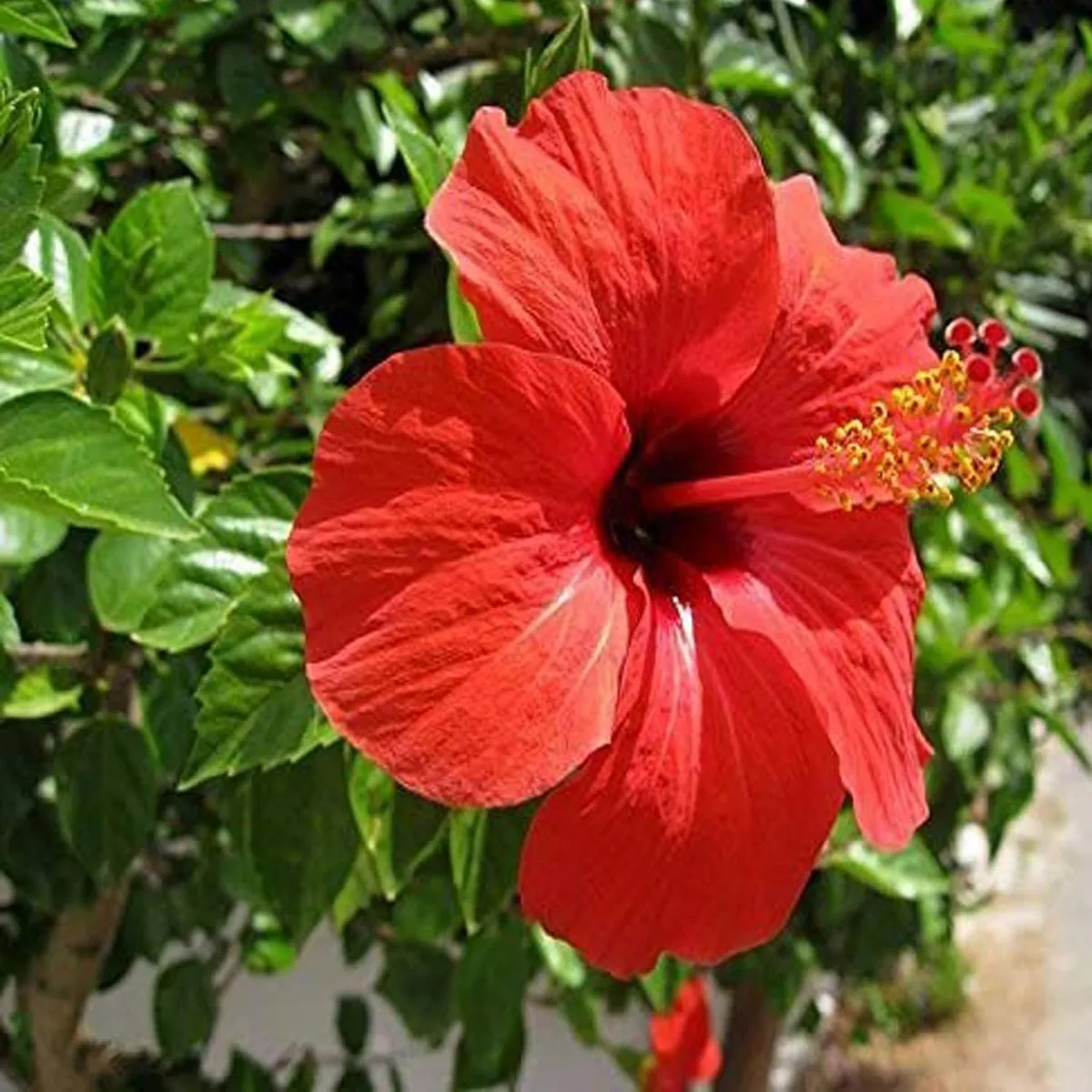 Red Desi Puja Hibiscus Plant – Joba / Gudhal - Image 2