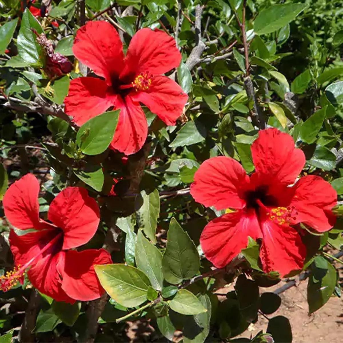 Red Desi Puja Hibiscus Plant – Joba / Gudhal - Image 3