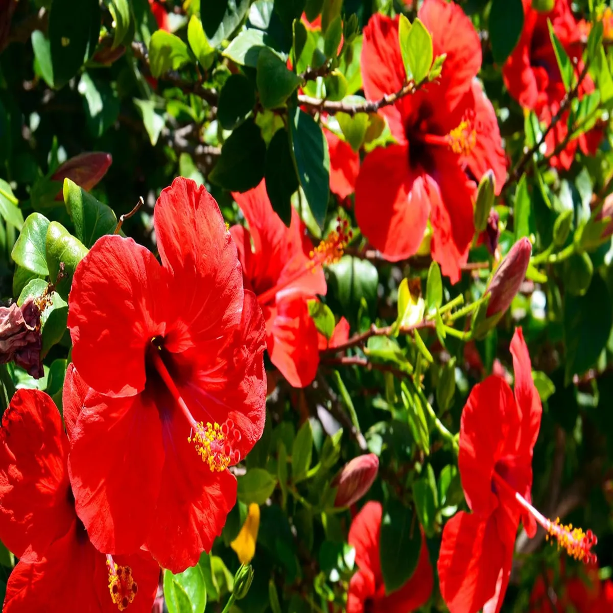 Red Desi Puja Hibiscus Plant – Joba / Gudhal - Image 5