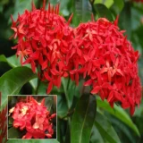 Ixora Dwarf (Red)