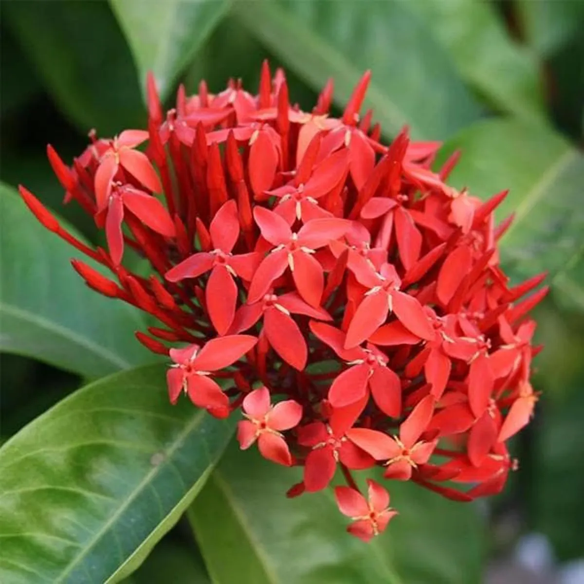 Ixora Dwarf (Red) Fresh Organic Flower Plant - Image 4