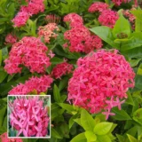 Pink Colour Ixora (Rukmini Rangan)