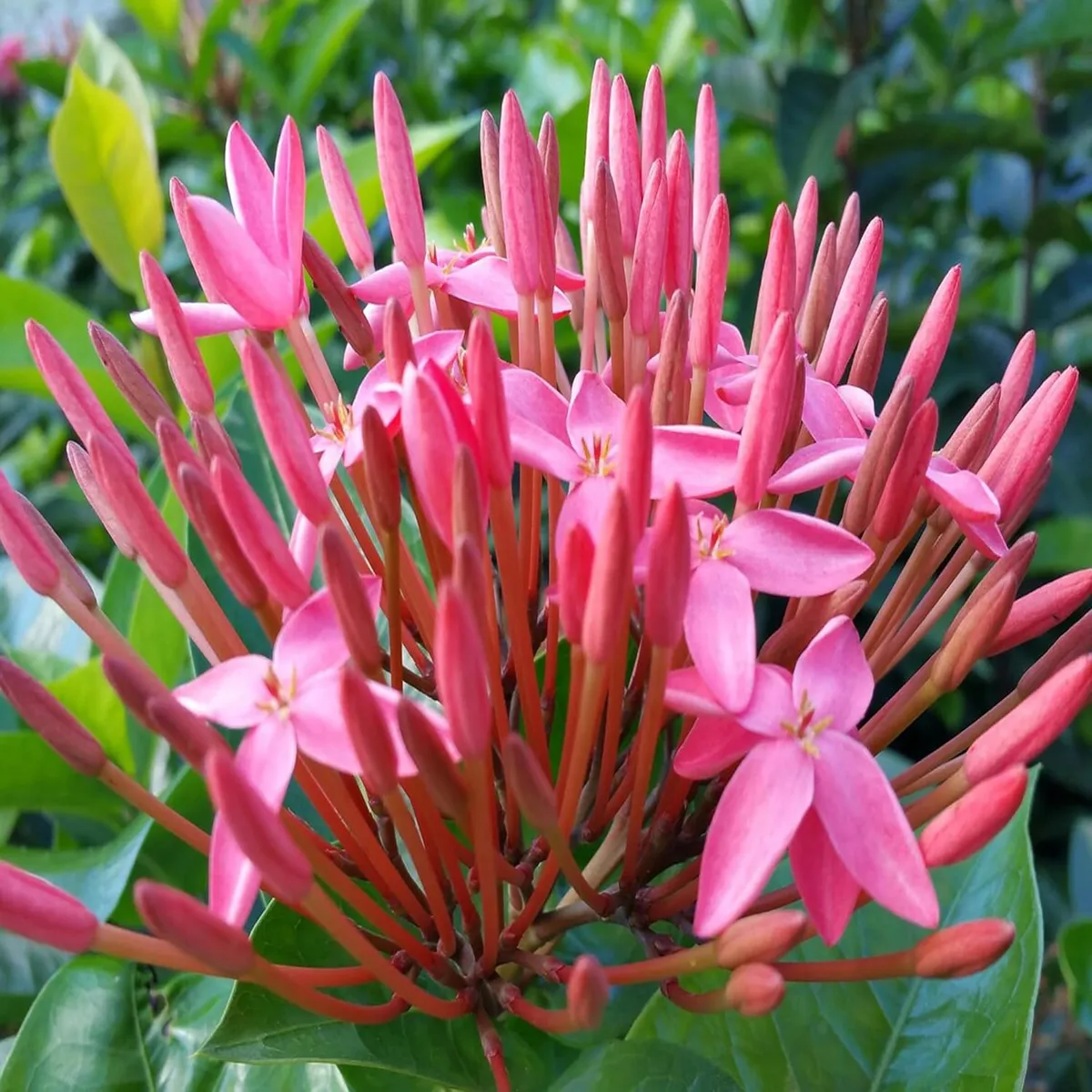 Ixora Dwarf Plant – Pink - Image 3