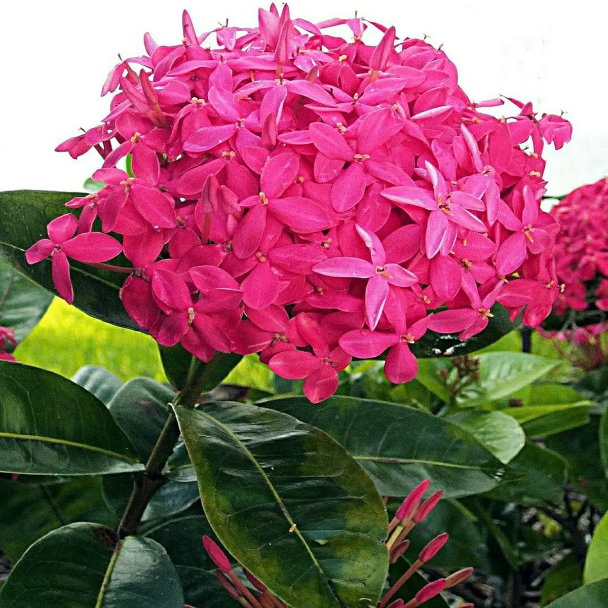 Ixora Dwarf Plant – Pink - Image 2